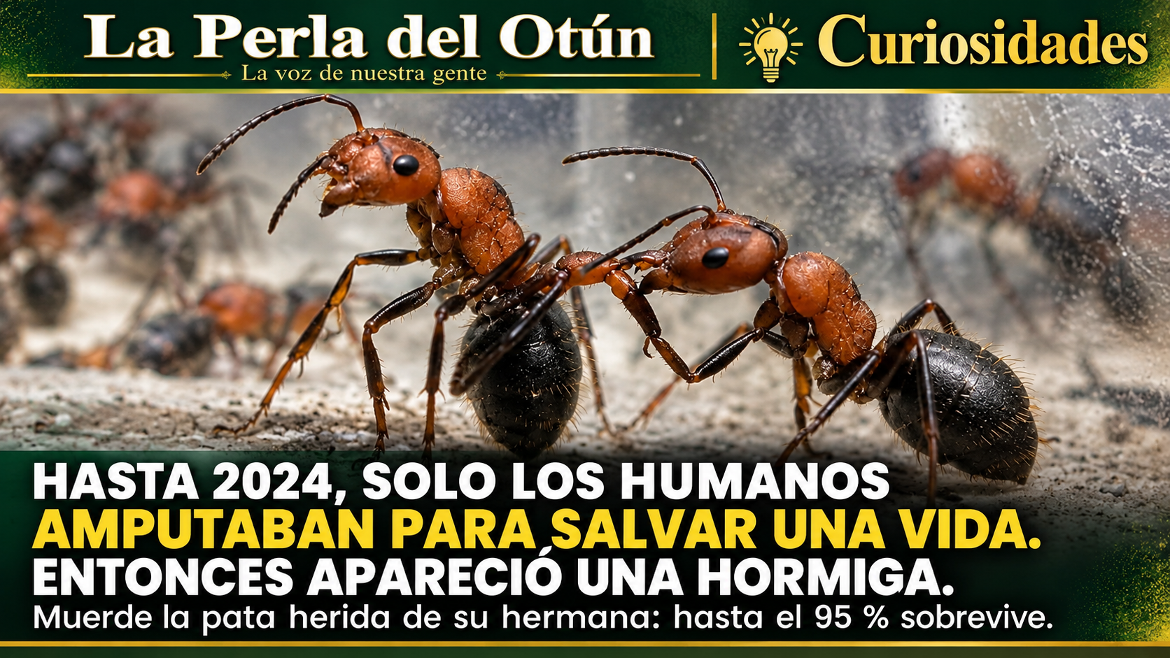 La hormiga que amputa para salvar a su hermana